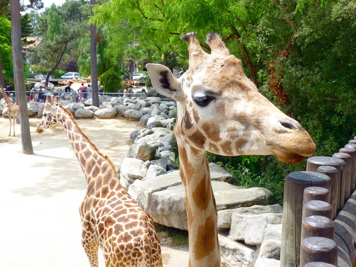 girafe-zoo_de_la_palmyre_plaisirsnature